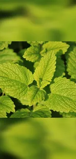 Vibrant green leaf wallpaper with lush textures and natural hues.