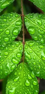 Green leaf with fresh dew drops, creating a refreshing wallpaper.