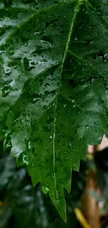 Close-up of a rain-soaked green leaf wallpaper.