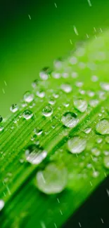 Close-up of a vibrant green leaf with dew droplets for a natural phone wallpaper.