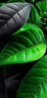 Vibrant green leaves with rich textures.