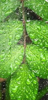 Green leaves with water droplets on a branch.