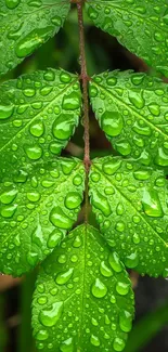 Close-up of vibrant green leaves with water droplets.