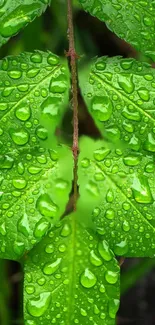 Vibrant green leaves with dew droplets in a textured natural setting.