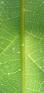 Intricate green leaf texture for mobile wallpaper.