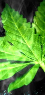 Close-up of a green leaf with intricate details and a vibrant color.