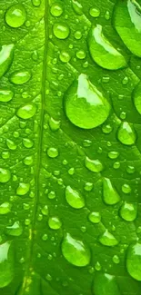 Close-up of vibrant green leaves with dewdrops, exuding freshness and vitality.