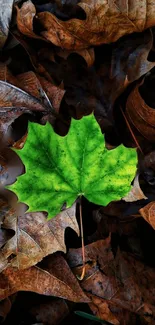 Vibrant green leaf on a bed of autumn leaves, contrasting starkly.