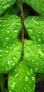 Vibrant green leaves with dew drops, a nature-inspired mobile wallpaper.