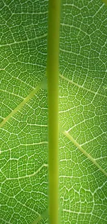 Close-up of a vibrant green leaf with visible veins and natural texture.