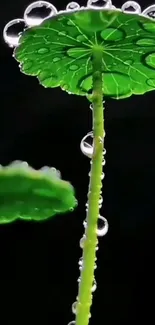 Close-up of vibrant green leaf with water droplets on a dark background.