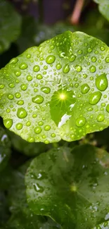 Green leaf with water droplets, nature-themed mobile wallpaper.