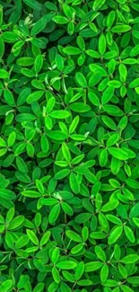 Vibrant green leaves mobile wallpaper with fresh foliage.