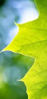 Close-up of a vibrant green leaf with a blurred background.