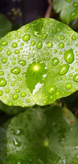 Green leaf with rain droplets wallpaper.