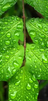 Close-up of vibrant green leaves with raindrops.