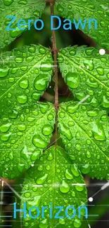 Green leaf with water droplets wallpaper.