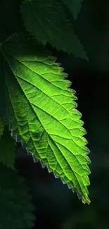 Vibrant green leaf standing out against a dark background in a striking wallpaper.