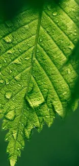 Close-up of a vibrant green leaf with dew droplets.