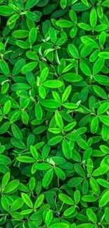 Lush green leaves wallpaper for mobile phone.