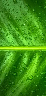 Close-up of a green leaf with dew droplets, showcasing fresh textures and vibrant color.