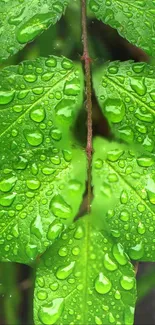 Lime green leaves with fresh rain droplets.