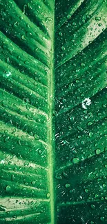 A vibrant green leaf with dewdrops for a serene mobile wallpaper.