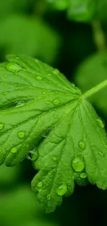 Close-up of a green leaf with water droplets