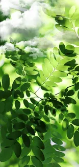 Vibrant green leafy wallpaper with clouds.