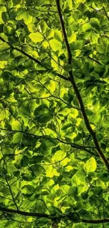 A vibrant green leafy canopy showcasing lush natural leaves.