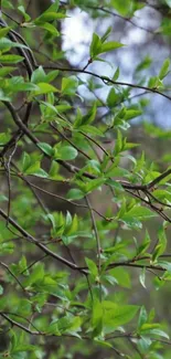 Green leaves mobile wallpaper with forest backdrop.