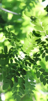 Green leaves pattern with sunlight filtering through.