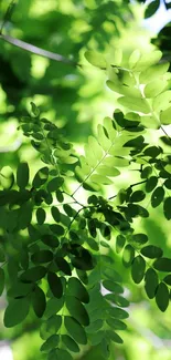 Vibrant green leafy wallpaper with lush foliage.