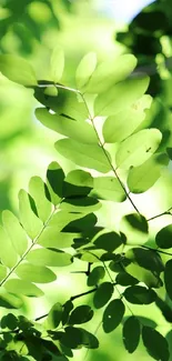 Mobile wallpaper featuring vibrant green leaves with sunlight filtering through.