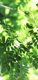 Green leaves under sunlight mobile wallpaper