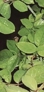 Close-up of fresh green leaves with water droplets, perfect for nature lovers.