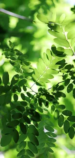 Green leaves forming a vibrant natural mobile wallpaper.