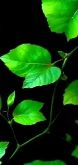 Vibrant green leaves on a black background mobile wallpaper.