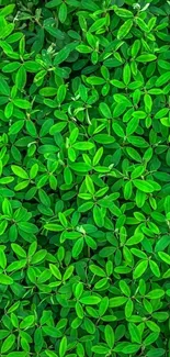 A lush green leaves pattern wallpaper for mobile screens.