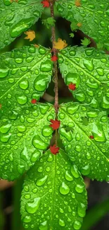 Vibrant green leaves with dewdrops close-up.