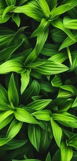A vibrant pattern of lush green leaves.