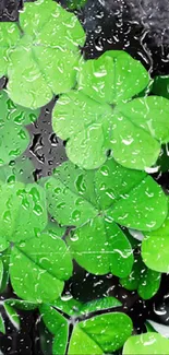 Mobile wallpaper featuring fresh green leaves with rain drops.