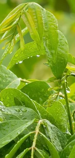 Close-up of vibrant green leaves with dew drops.