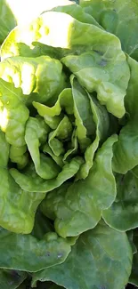 Close-up of vibrant green lettuce leaves for a fresh mobile wallpaper.