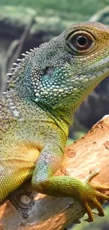 Vibrant green lizard on a branch with detailed scales.