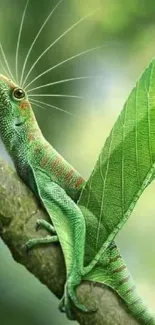 Green lizard on leafy branch mobile wallpaper.