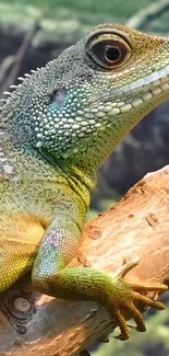 Close-up of a vibrant green lizard resting on a branch.