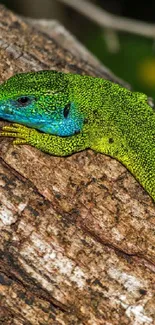 Green lizard on tree trunk, vibrant nature wallpaper scene.