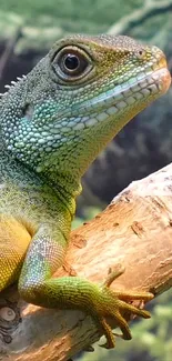 Green lizard resting on a branch with a natural background.