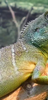 Closeup of a bright green lizard on a brown branch in a natural setting.